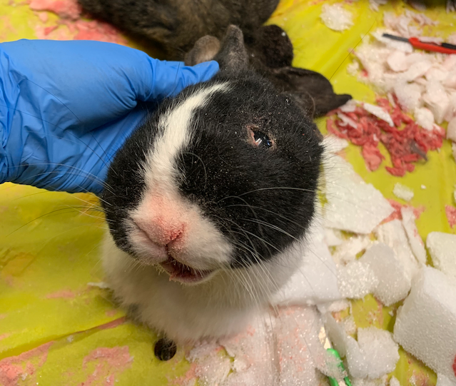 Screen Shot 2020-02-18 at 1.18.30 PM